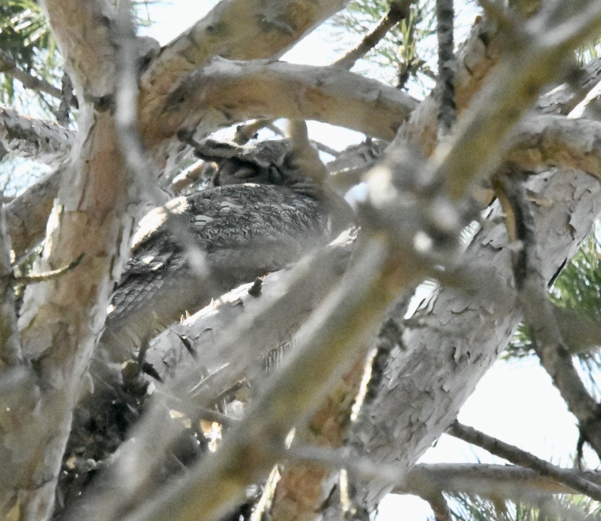 Great Horned Owl - ML620086490