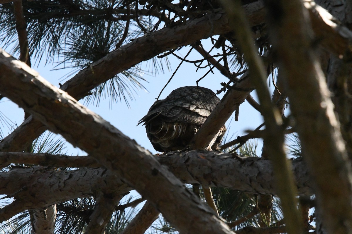 Great Horned Owl - ML620086491
