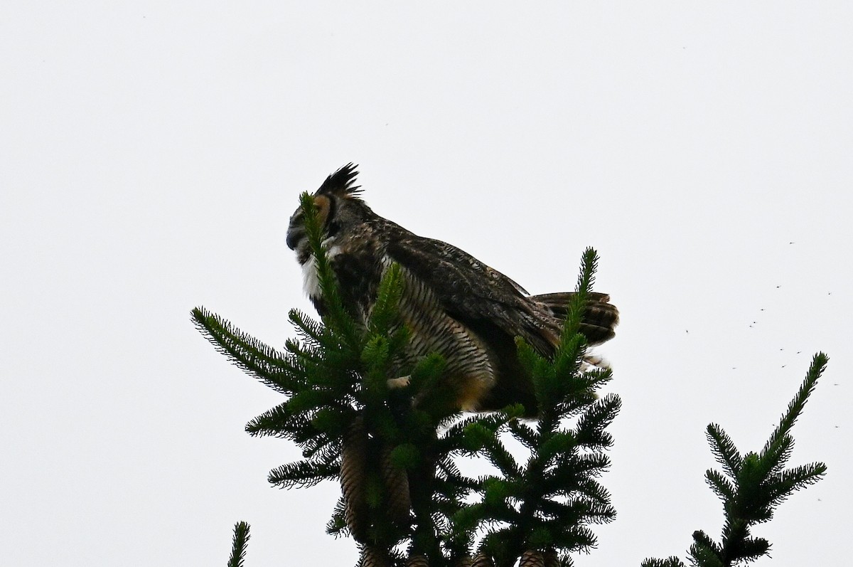 Great Horned Owl - ML620086493