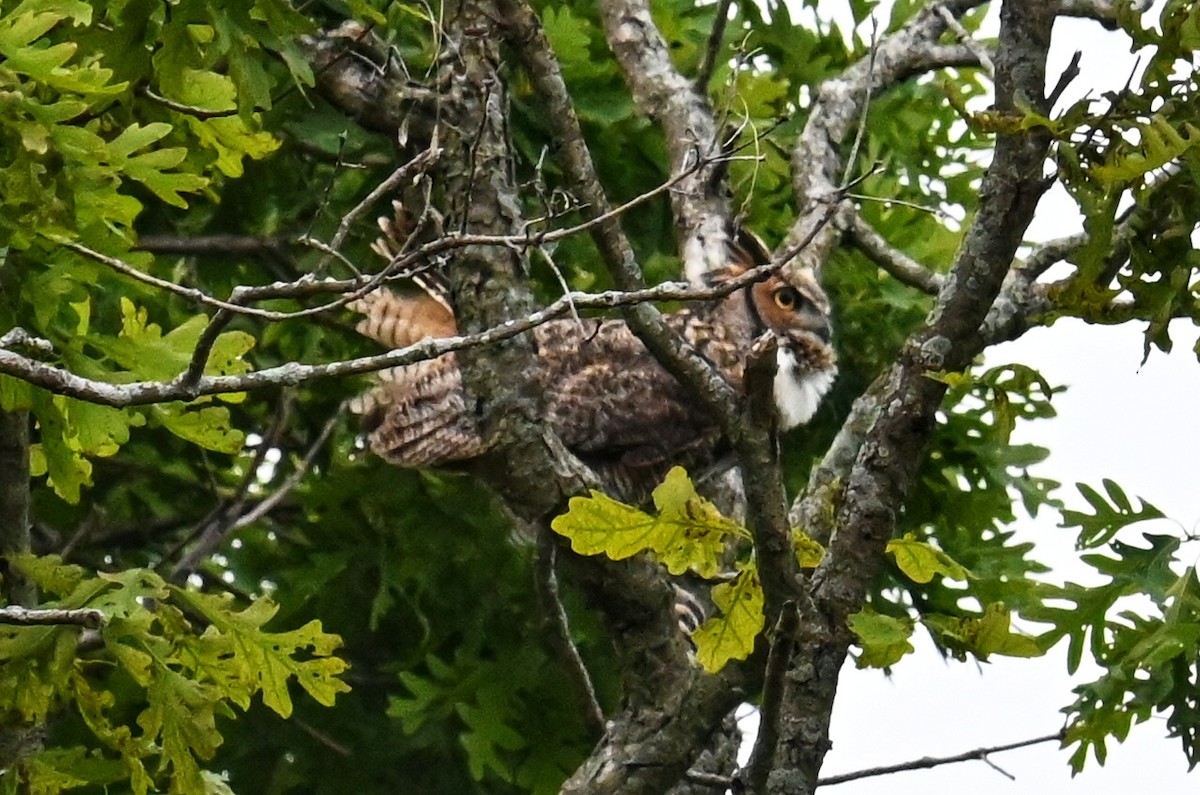 Great Horned Owl - ML620086494
