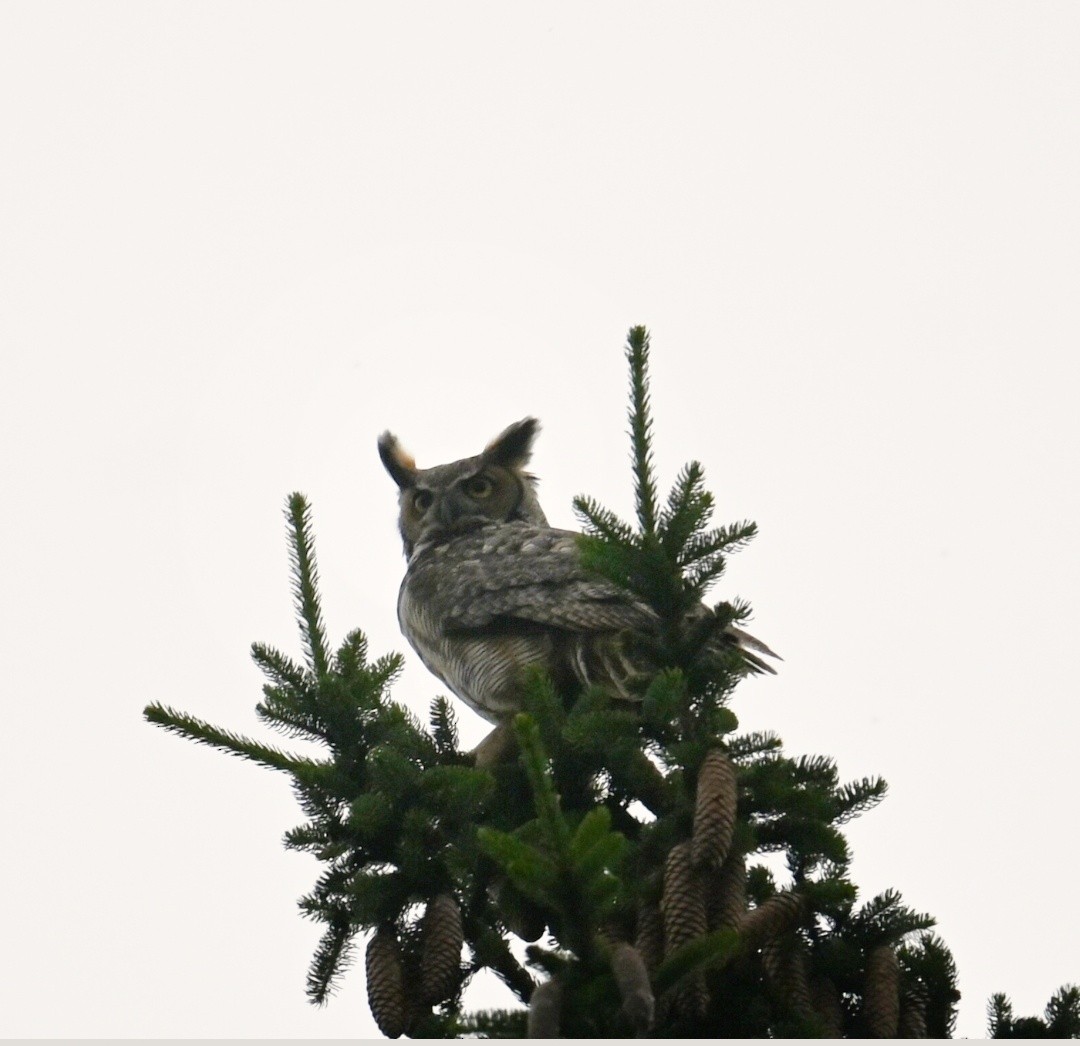 Great Horned Owl - ML620086495