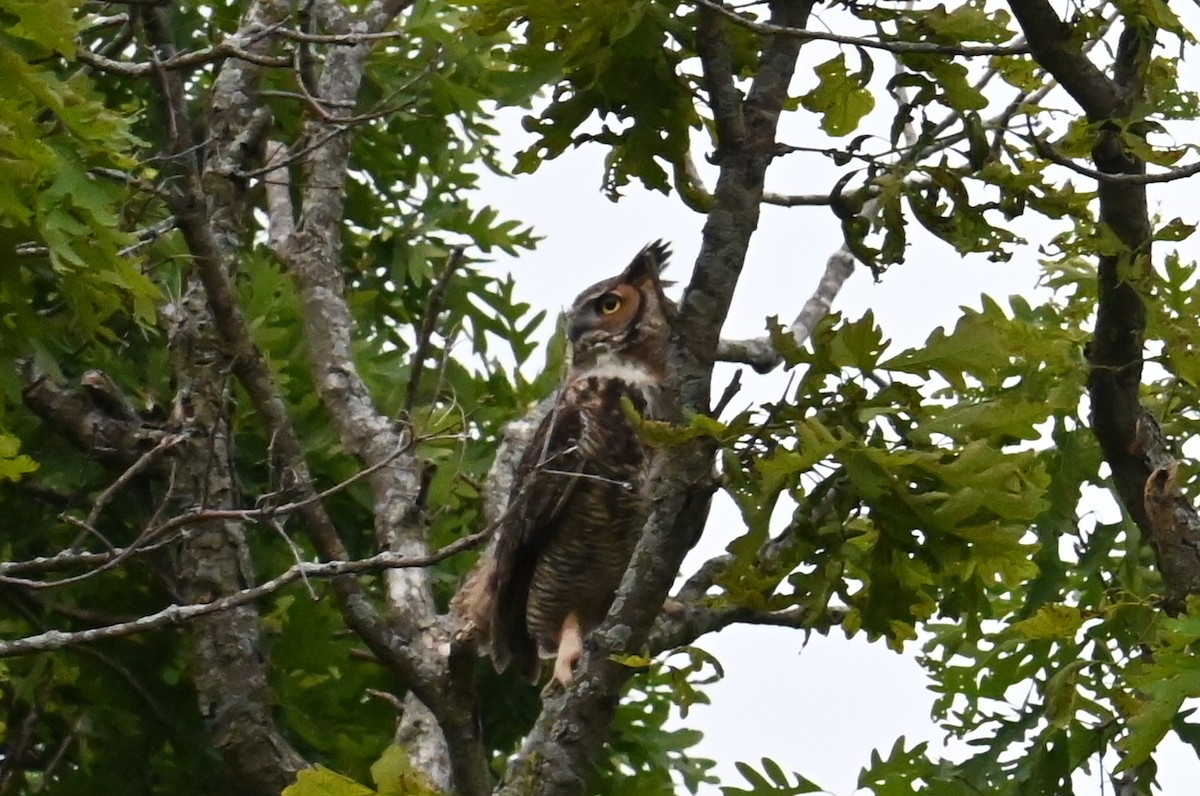 Great Horned Owl - ML620086496
