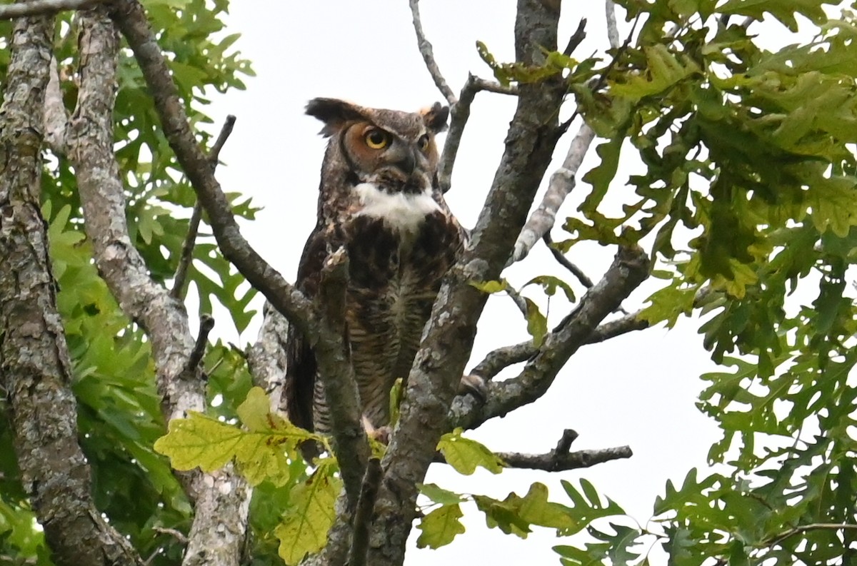 Great Horned Owl - ML620086497