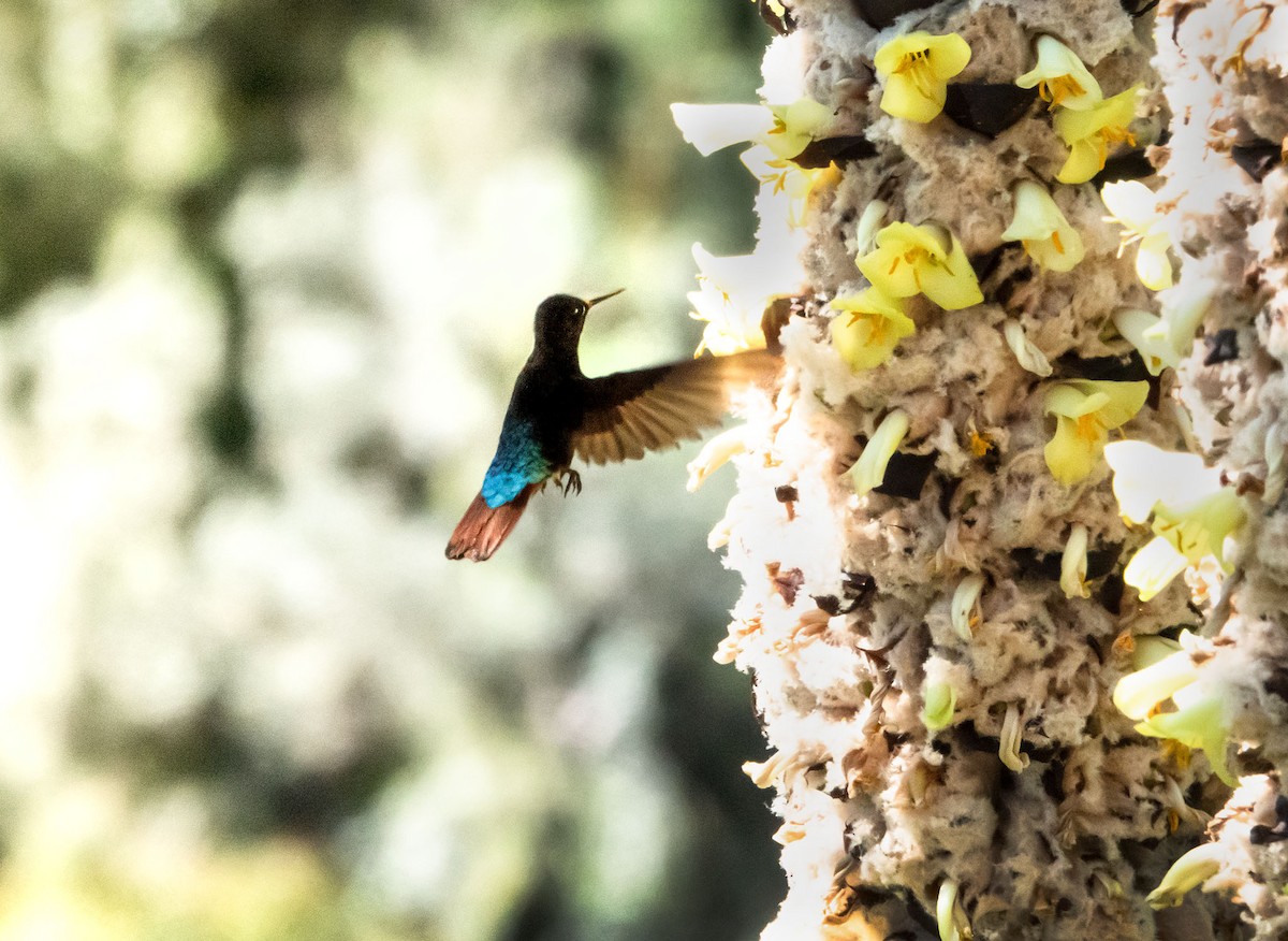 Colibri paméla - ML620086499