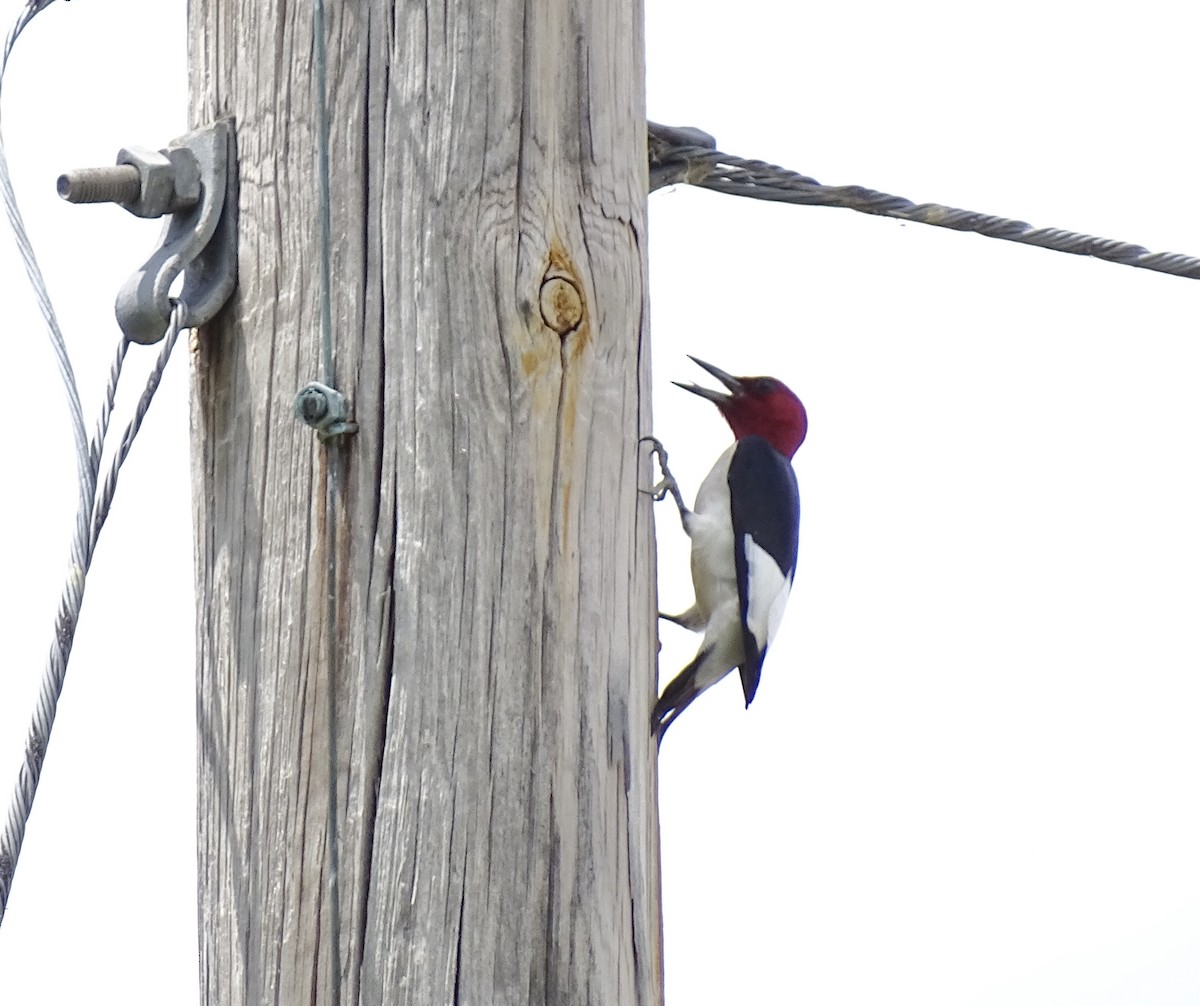 Red-headed Woodpecker - ML620086508