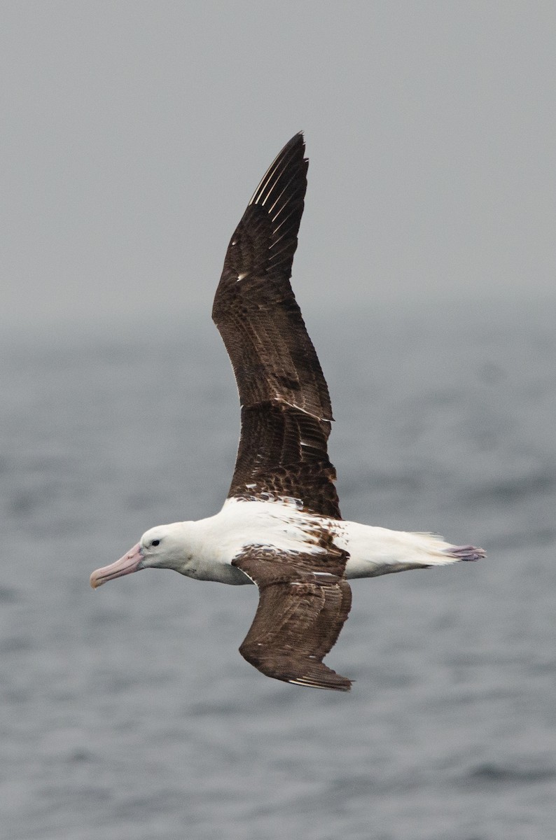 Southern Royal Albatross - ML620086528