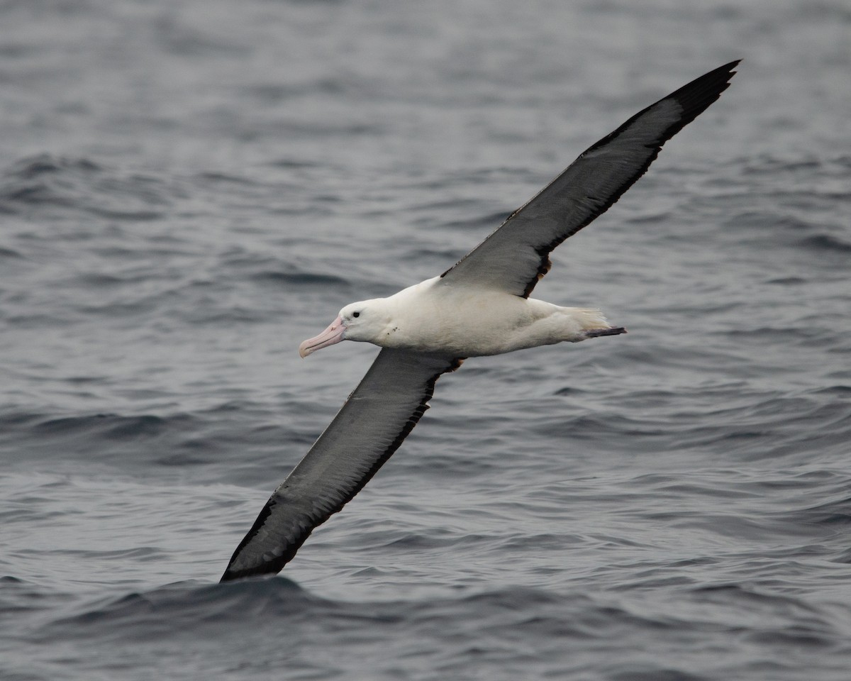 albatros královský - ML620086529