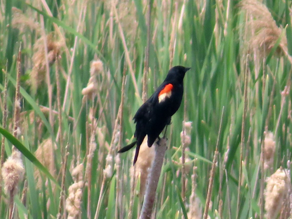 Red-winged Blackbird - ML620086532