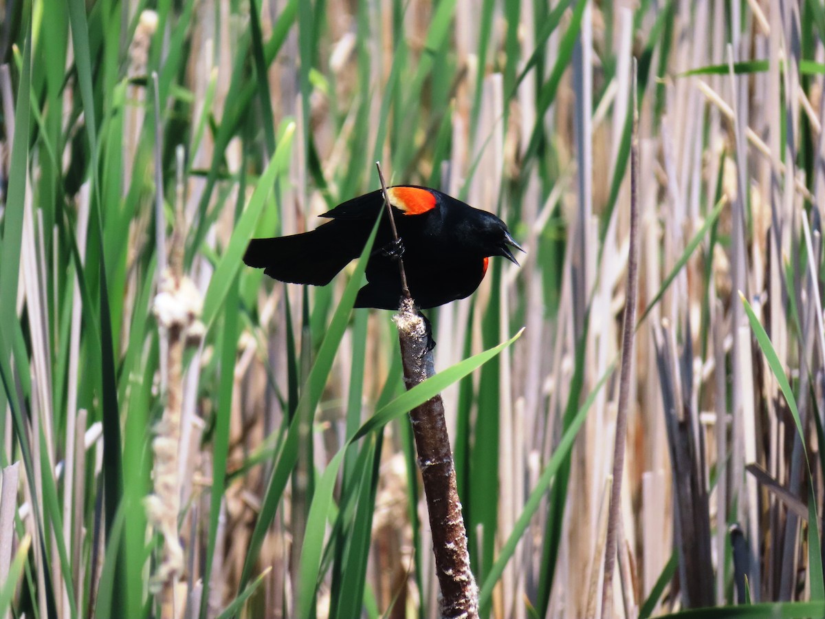Red-winged Blackbird - ML620086534