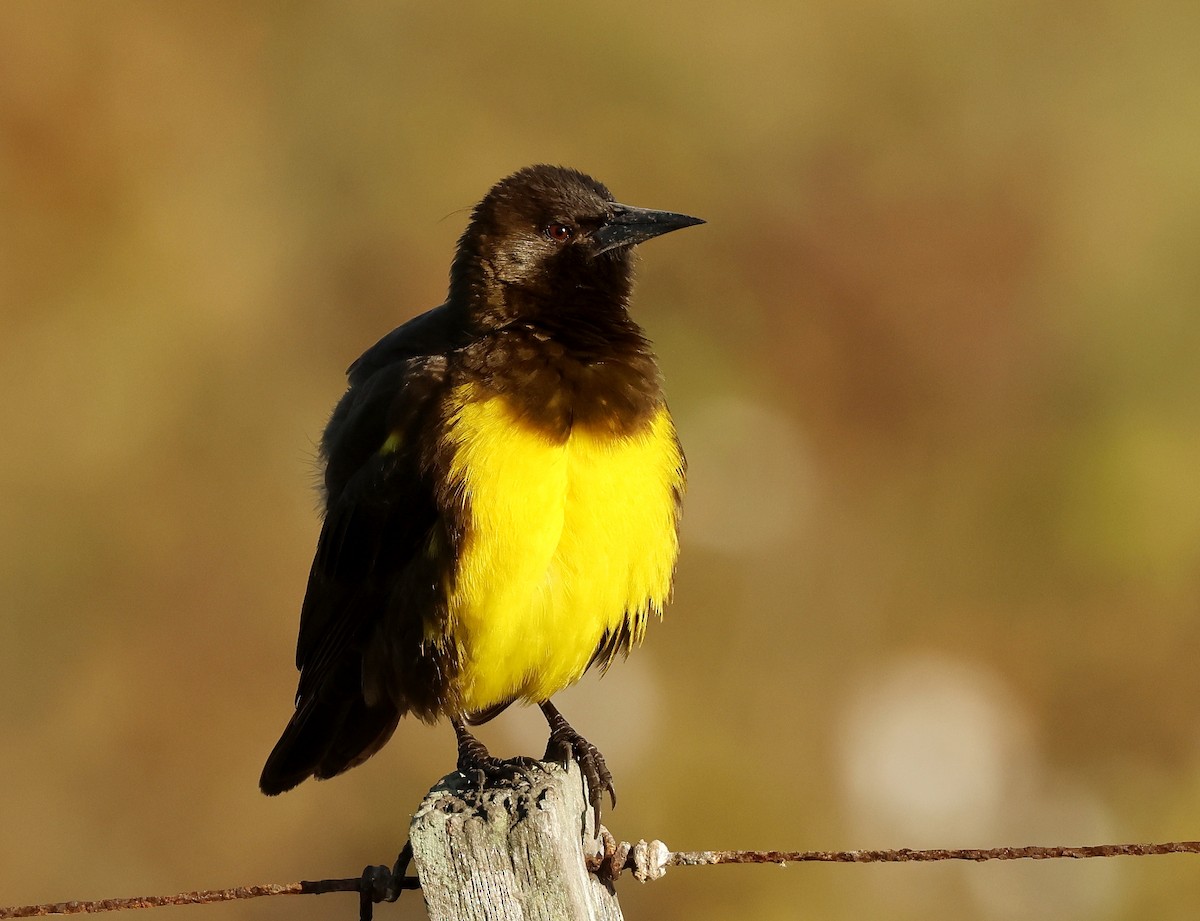 Brown-and-yellow Marshbird - ML620086540