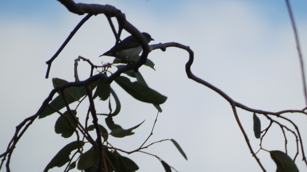 Mistletoebird - ML620086544