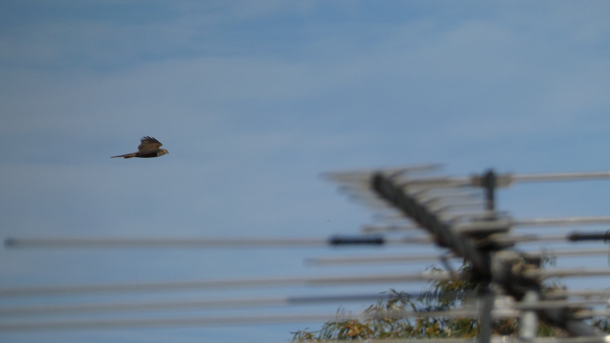 Collared Sparrowhawk - ML620086554