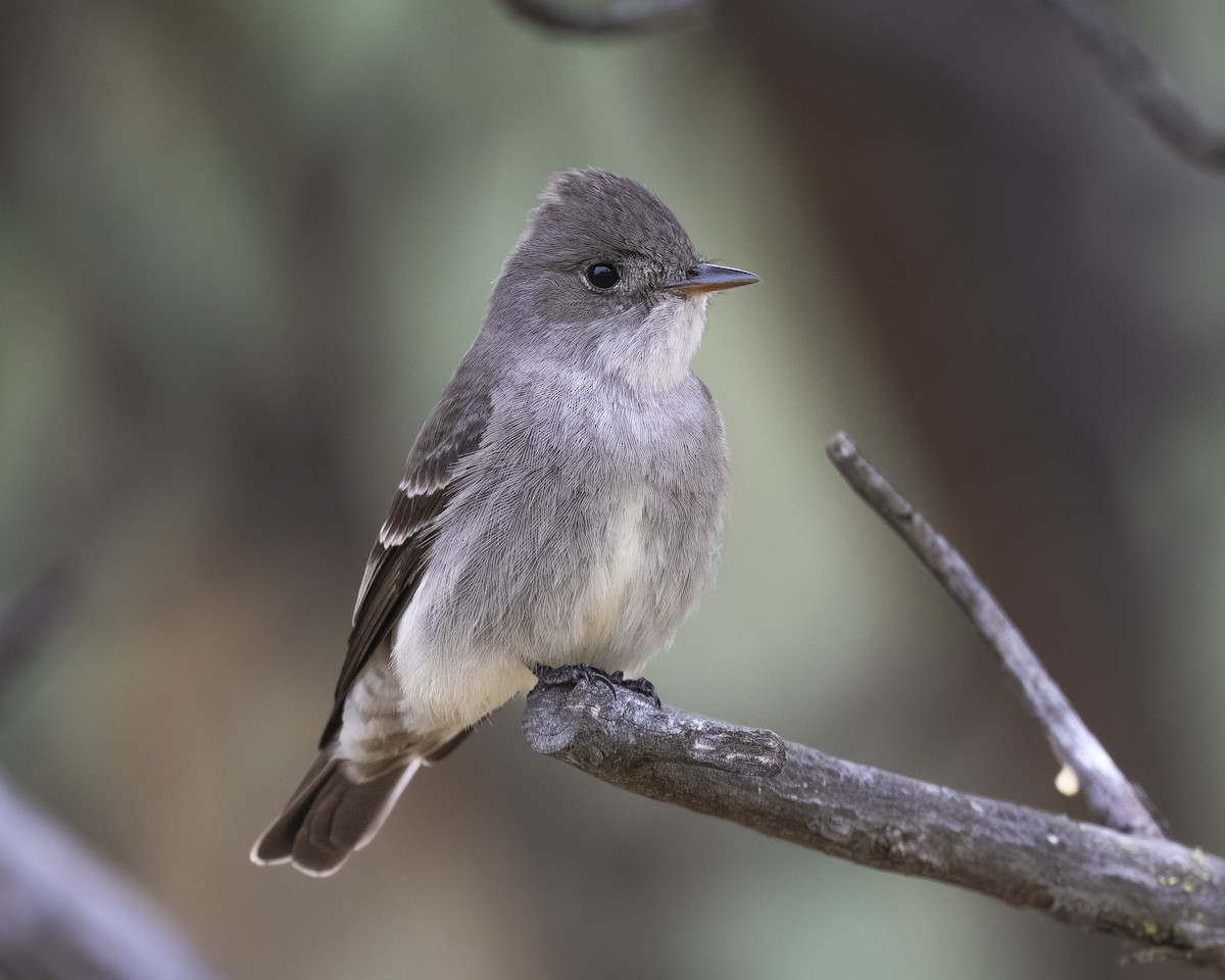 Western Wood-Pewee - ML620086557