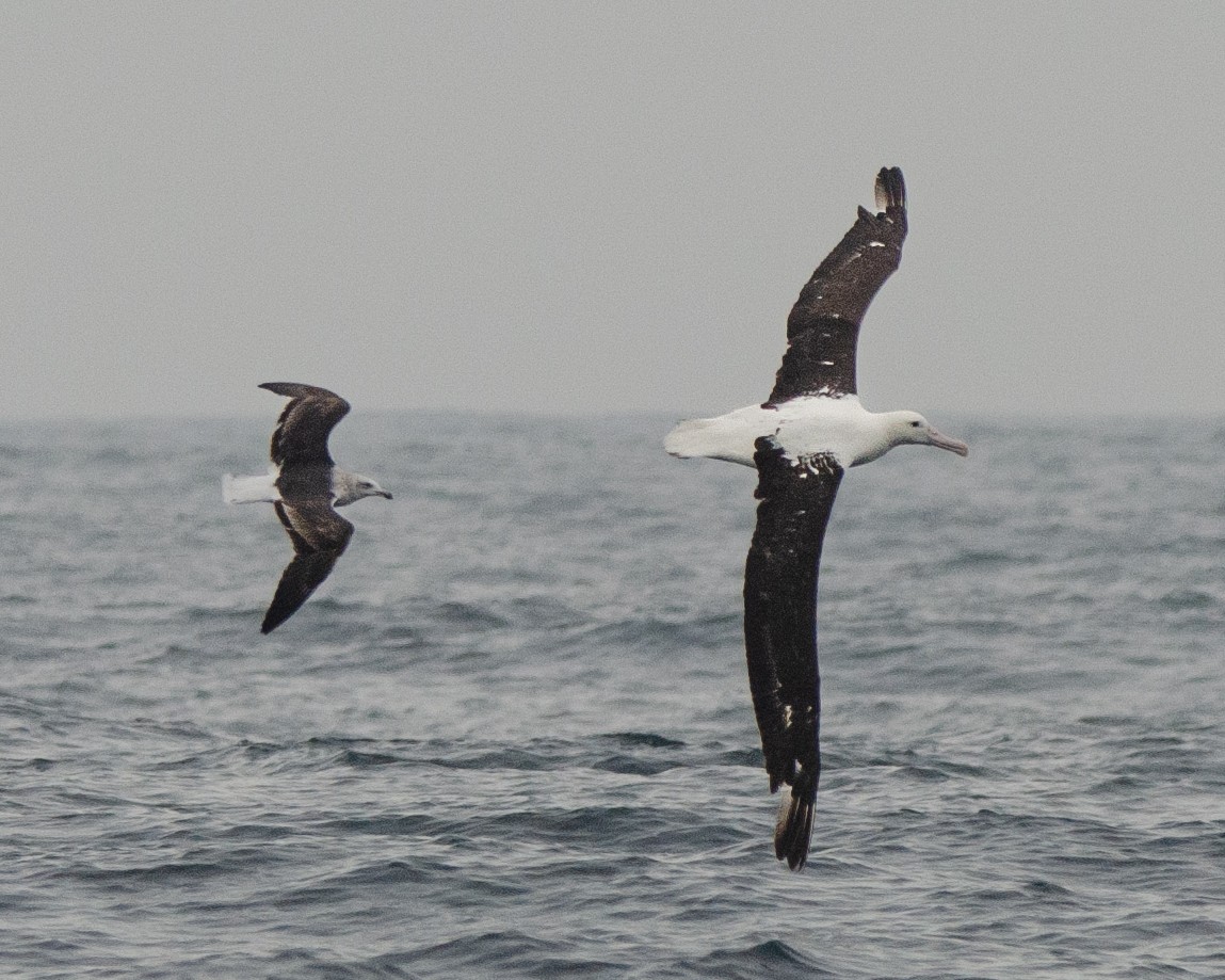 Northern Royal Albatross - ML620086566