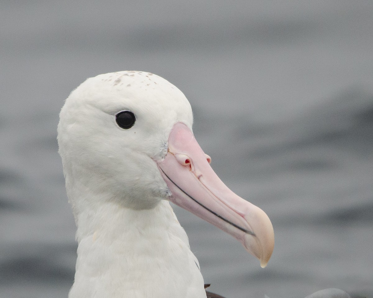 albatros Sanfordův - ML620086567
