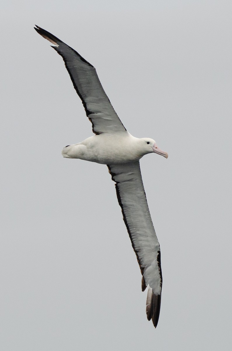 Northern Royal Albatross - ML620086568