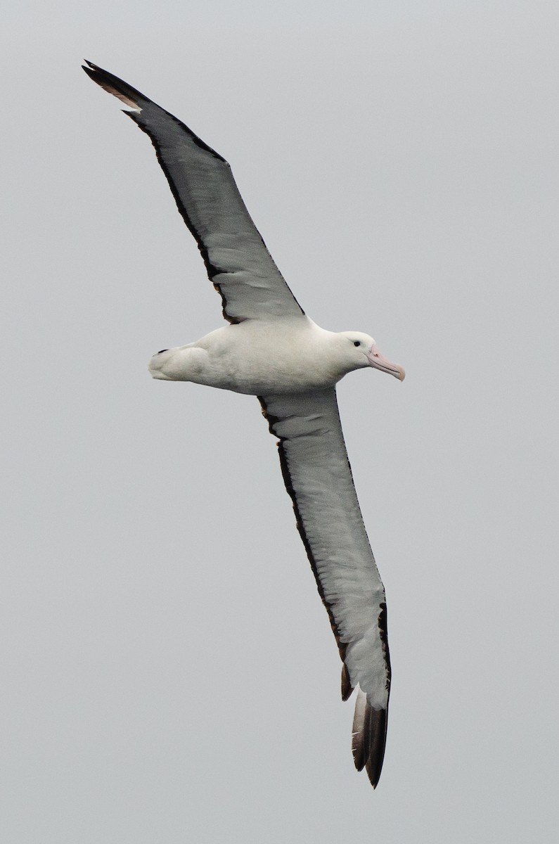 svartvingealbatross - ML620086568