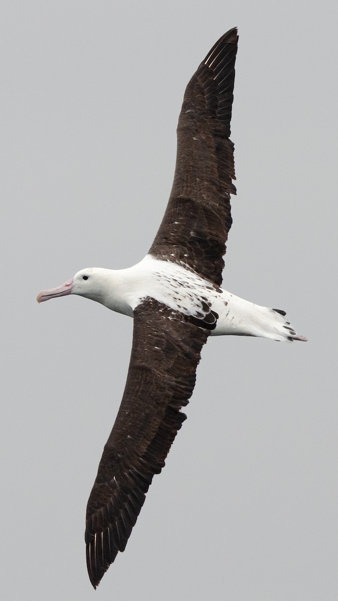 albatros Sanfordův - ML620086569