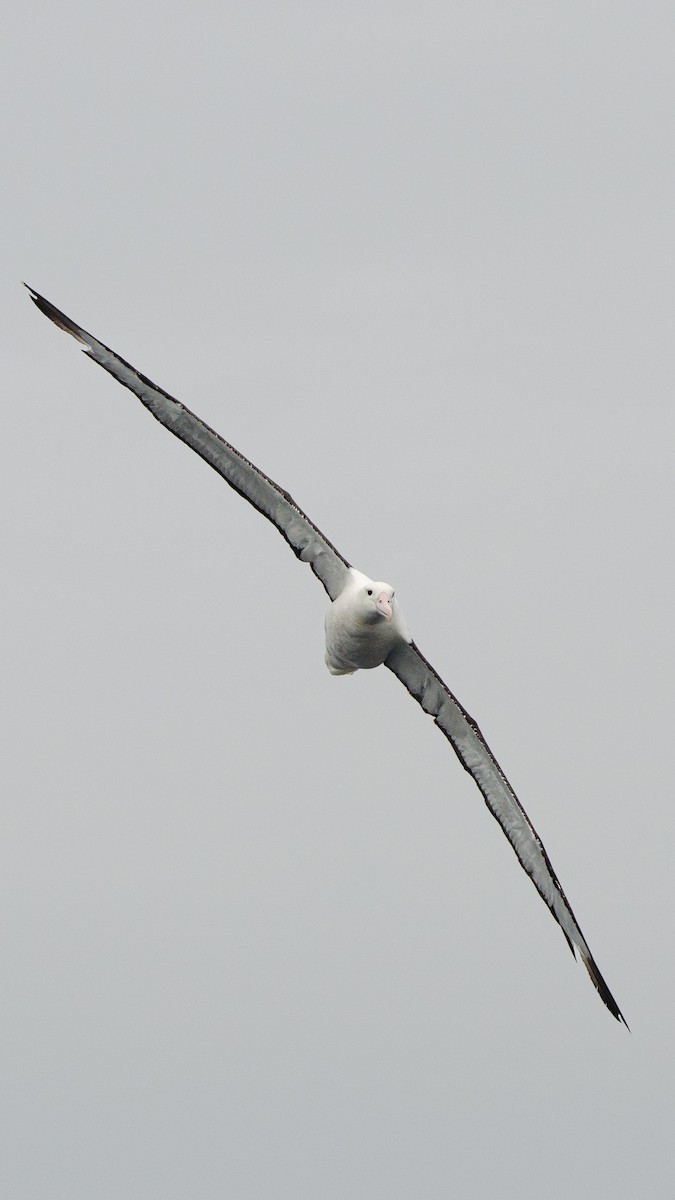 Northern Royal Albatross - ML620086571