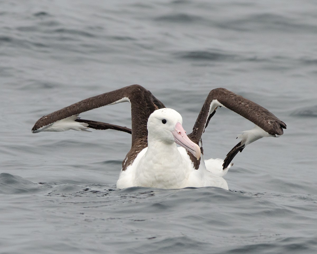 Schwarzflügelalbatros - ML620086572