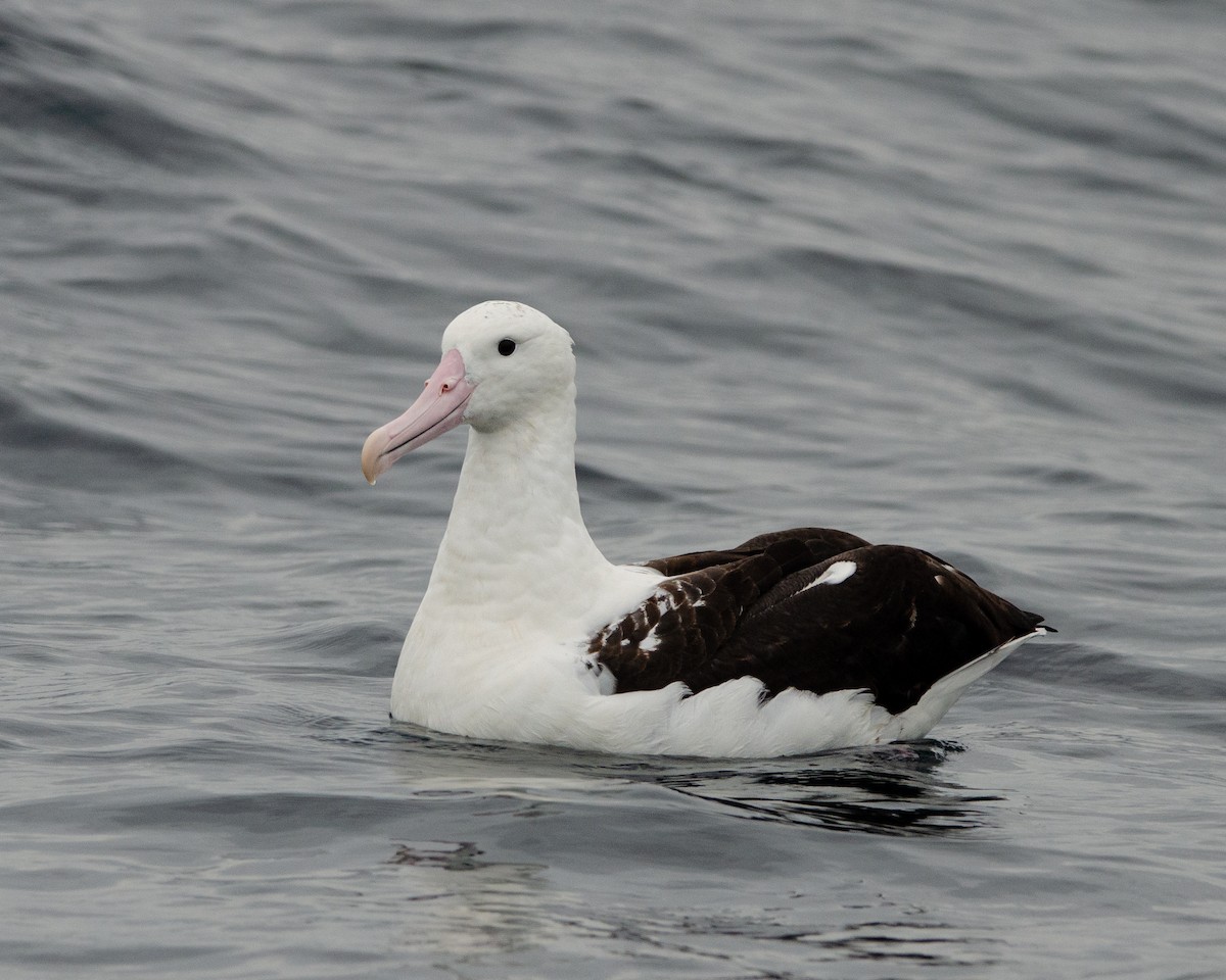 svartvingealbatross - ML620086573