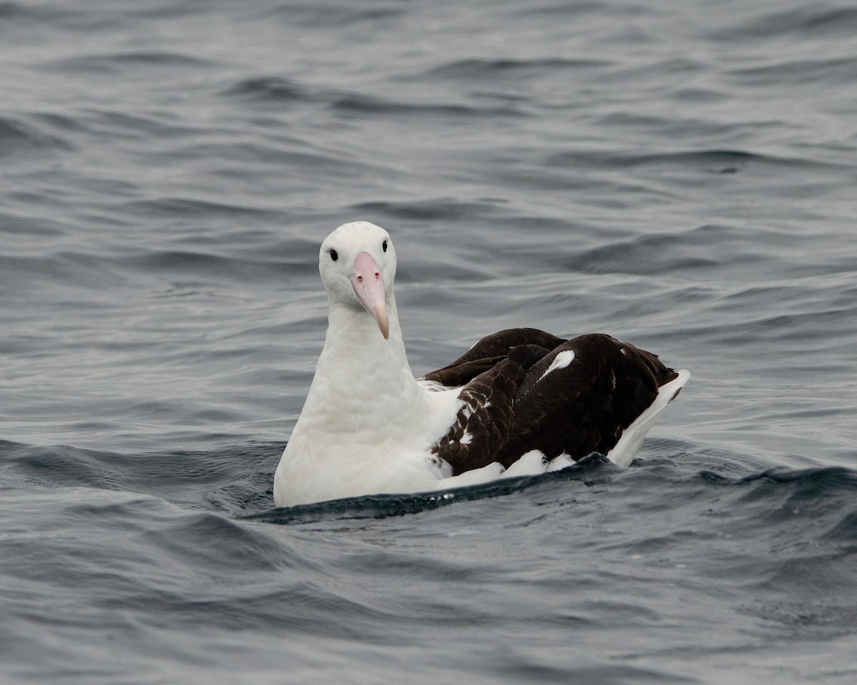 Northern Royal Albatross - ML620086574