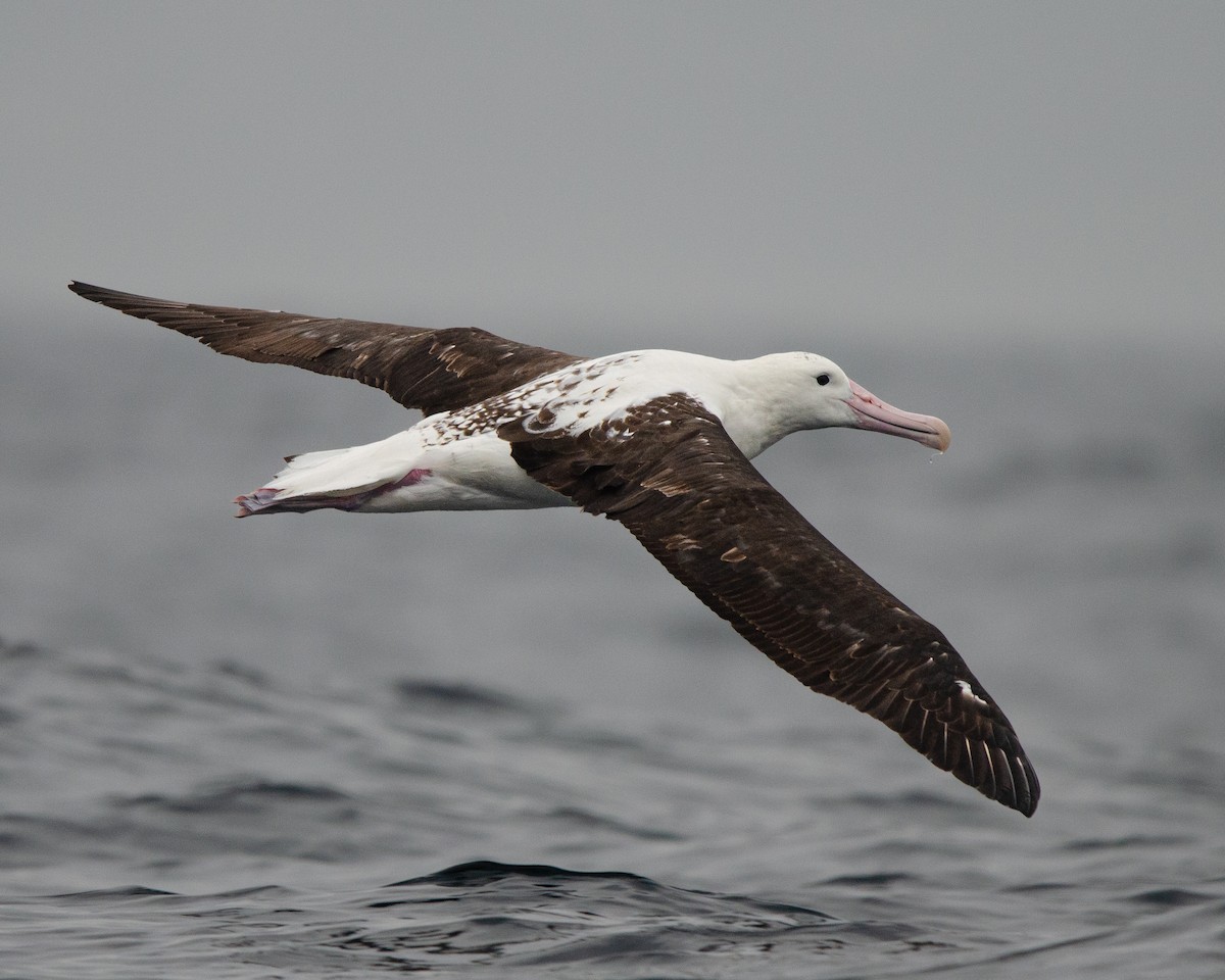 Northern Royal Albatross - Manuel Pinochet Rojas