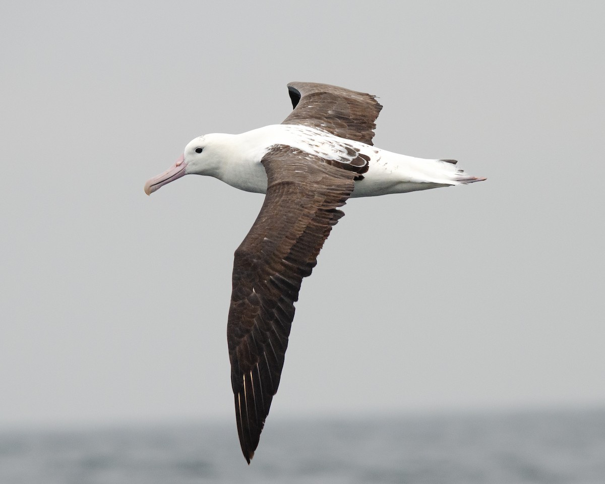 Northern Royal Albatross - ML620086576