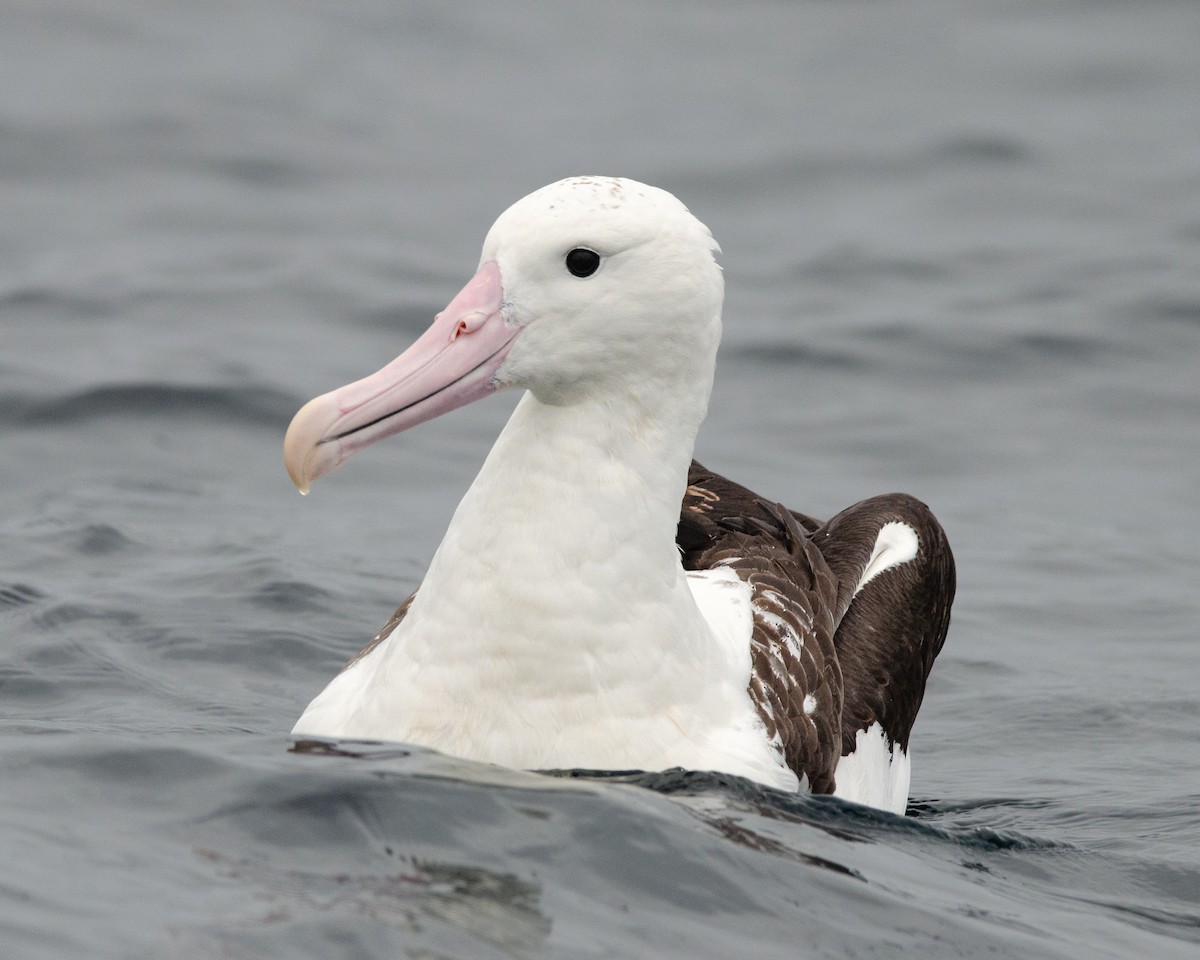 svartvingealbatross - ML620086577