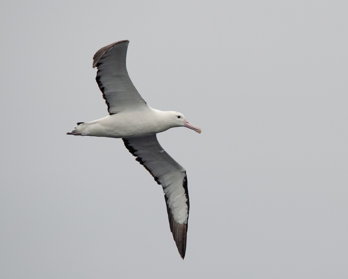 svartvingealbatross - ML620086578