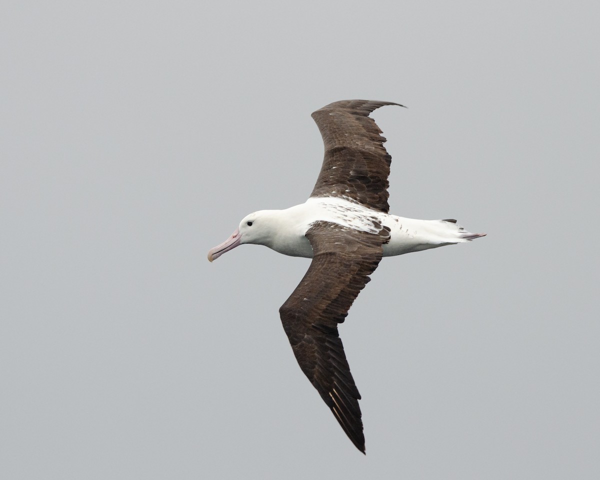 albatros Sanfordův - ML620086579