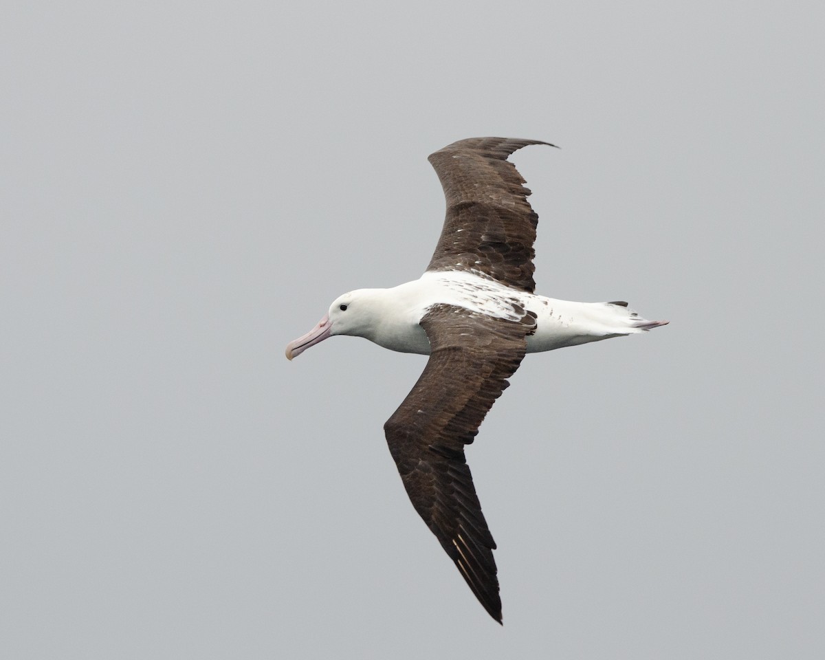 Schwarzflügelalbatros - ML620086579