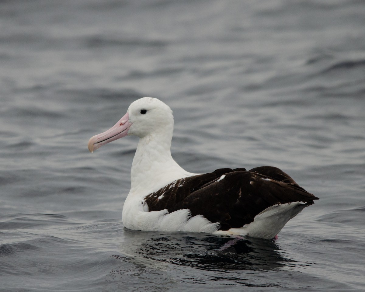 Northern Royal Albatross - ML620086580