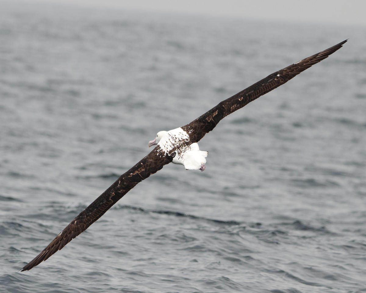 Northern Royal Albatross - ML620086581