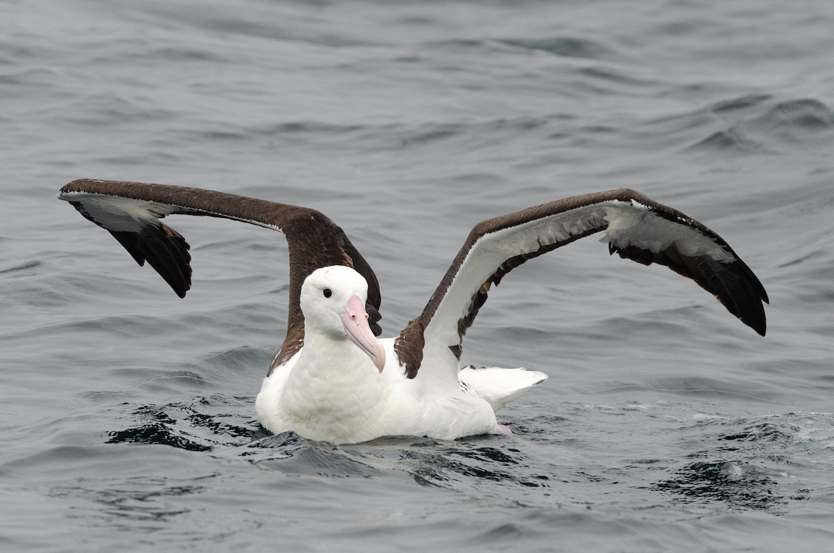 Northern Royal Albatross - ML620086582