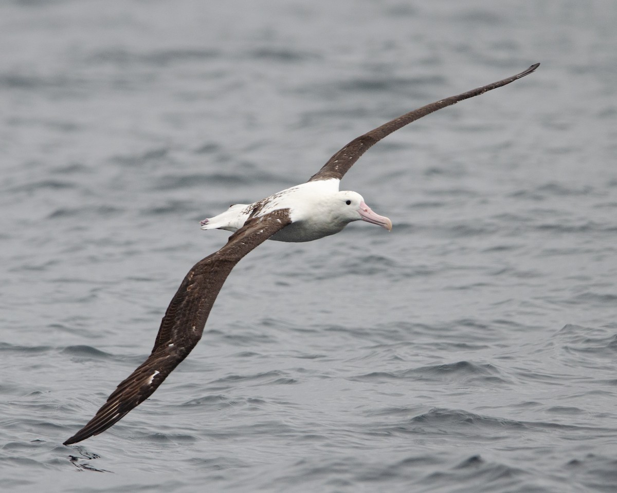 Northern Royal Albatross - ML620086583