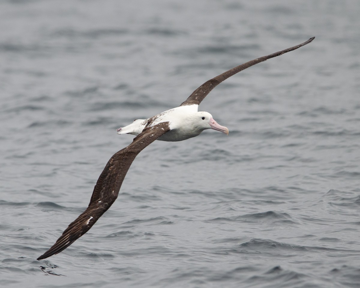 Albatros de Sanford - ML620086583