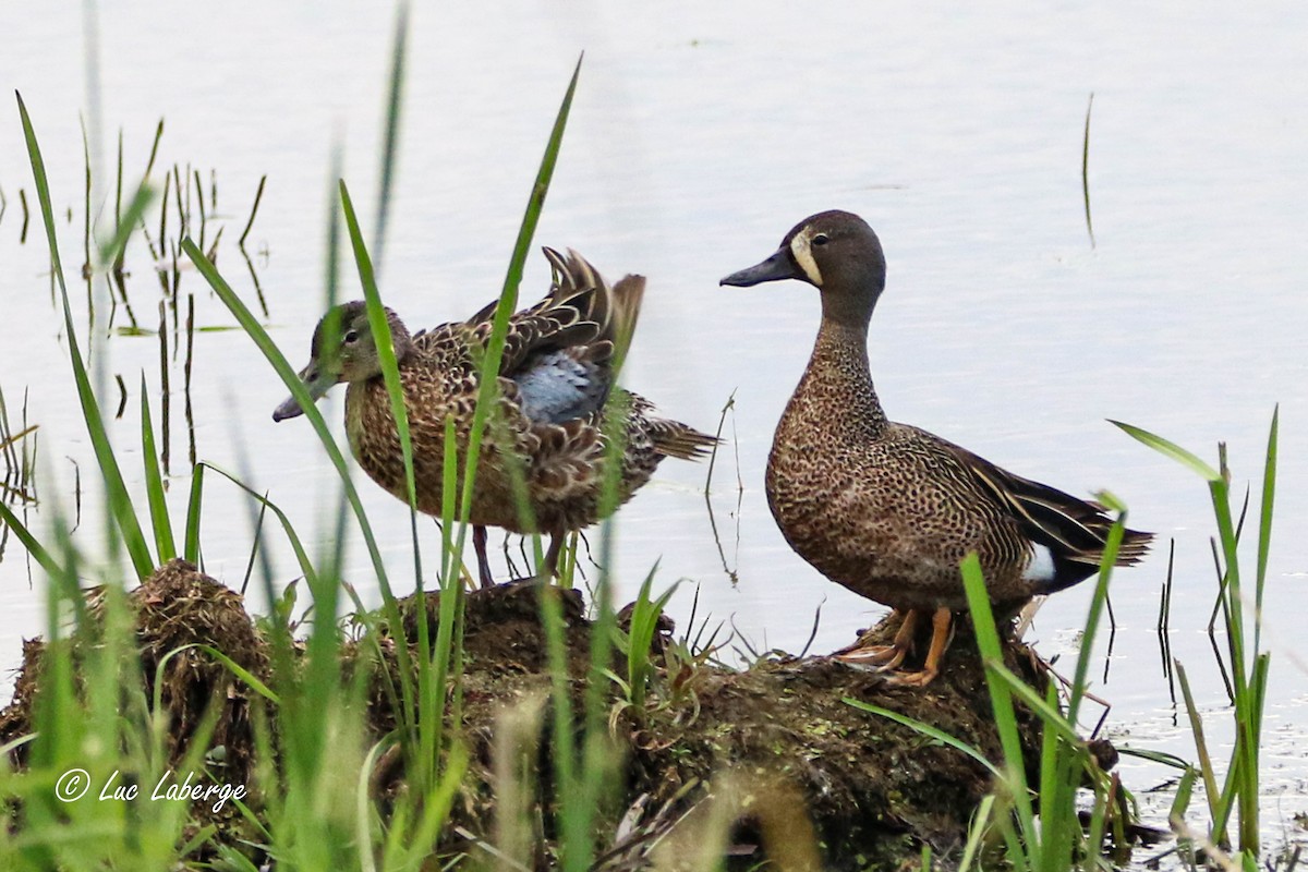 Blue-winged Teal - ML620086620