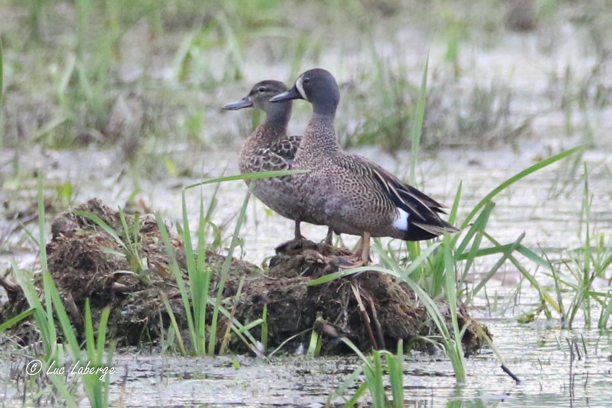 Blue-winged Teal - ML620086621