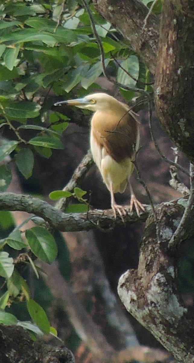 Javan Pond-Heron - ML620086628