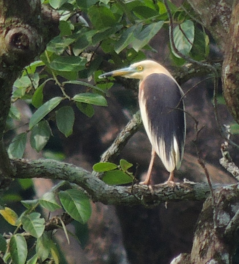 Javan Pond-Heron - ML620086629