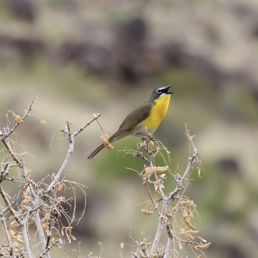 Yellow-breasted Chat - ML620086630