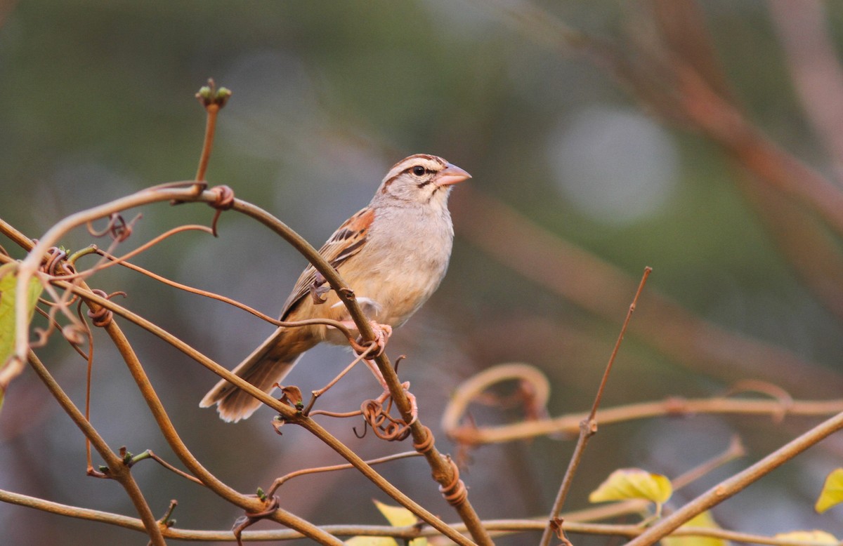 Cinnamon-tailed Sparrow - ML620086633