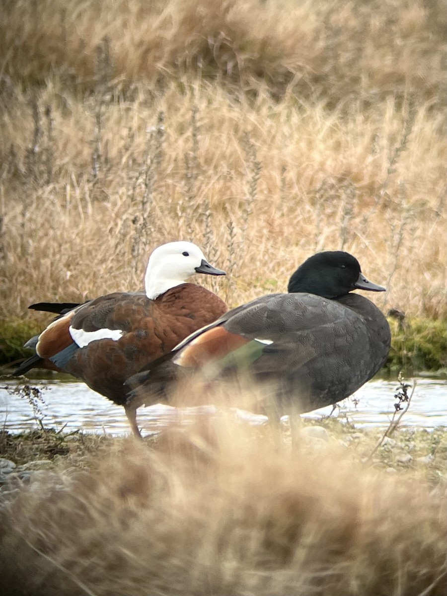 Paradise Shelduck - Will Schenck