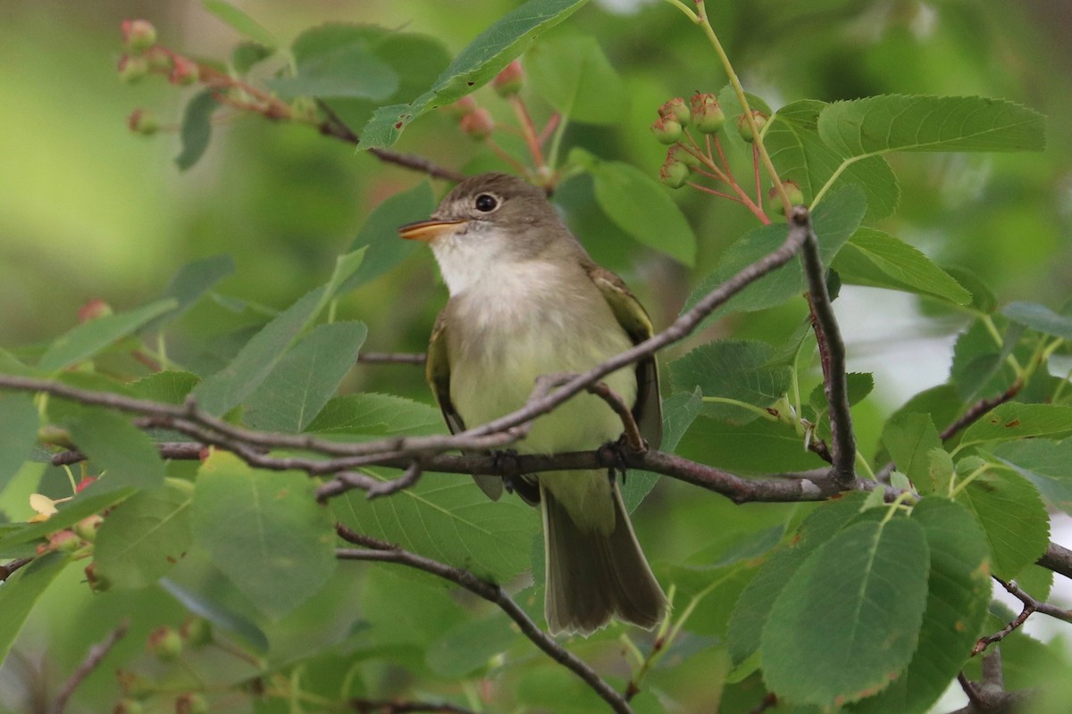 Willow Flycatcher - ML620086648