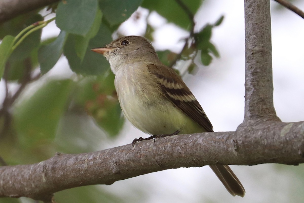 Willow Flycatcher - ML620086649