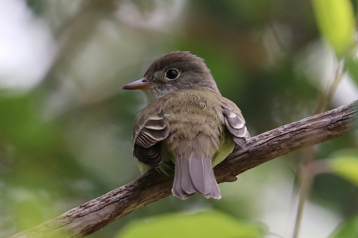 Willow Flycatcher - ML620086650