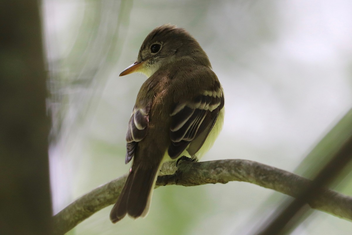 Willow Flycatcher - ML620086652