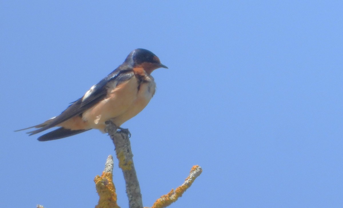 Barn Swallow - ML620086673