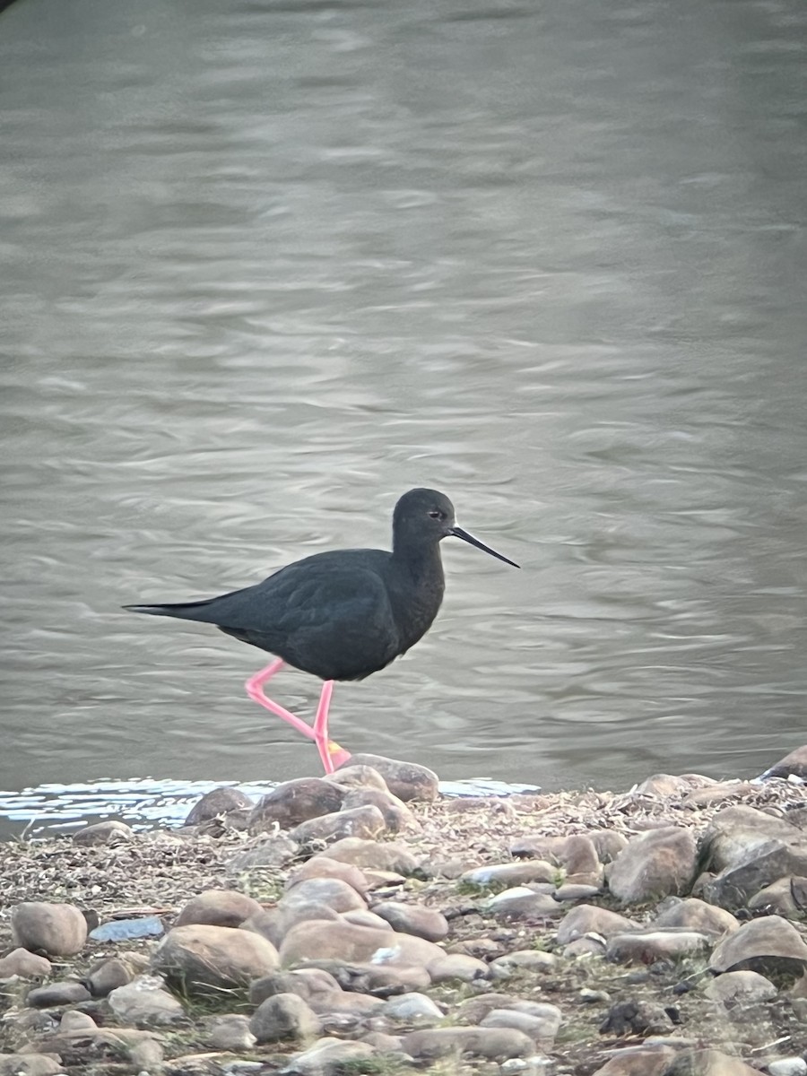 Black Stilt - ML620086685